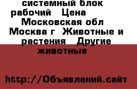 системный блок   рабочий › Цена ­ 1 000 - Московская обл., Москва г. Животные и растения » Другие животные   